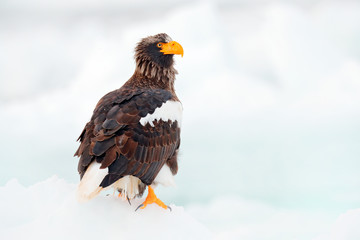 Winter Japan with snow. Steller's sea eagle, Haliaeetus pelagicus, bird with catch fish, with white snow, Hokkaido, Japan. Wildlife action behaviour scene from nature. Eagle on ice.