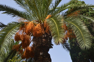 Palm Tree