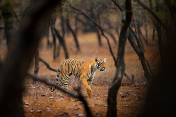 Tiger walking in old dry forest. Indian tiger with first rain, wild danger animal in the nature...