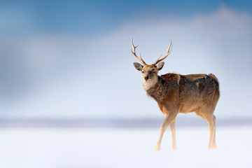 Hokkaido sika deer, Cervus nippon yesoensis, in the snow meadow, winter mountains and forest in the background, animal with antler in the nature habitat, winter scene, Hokkaido, wildlife nature, Japan - obrazy, fototapety, plakaty