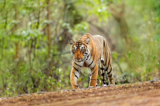 Fototapeta Indian tiger female with first rain, wild animal in the nature habitat, Ranthambore, India. Big cat, endangered animal. End of dry season, beginning green monsoon. Tiger walking on the gravel road.