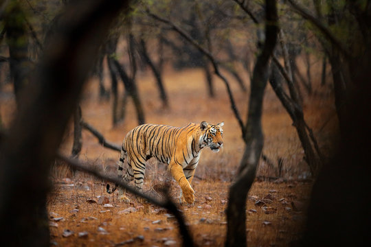 Tiger walking in old dry forest. Indian tiger with first rain, wild danger animal in the nature habitat, Ranthambore, India. Big cat, endangered animal, nice fur coat. End of dry season, monsoon.