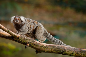 Cotton-top tamarin, Ri­o Cauca, Colombia. Small mokley hidden in the green tropic forest. Animal from jungle in South America. Wildlife scene with monkey in green leaves. Portrait of tamarin.