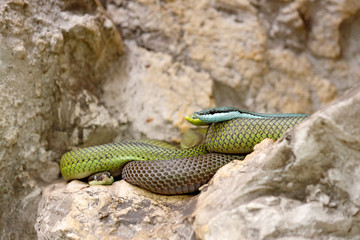 Philodryas baroni, Baron's green racer, stone near river habitat. Wildlife scene from nature. Snake from Bolivia, Argentina, Paraguay. Green and blue snake in wet rocky forest.