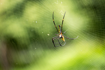Fearful Spider(Araneae) on the web coming to its prey with blurred green background