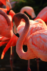 Obraz premium red flamingo bird