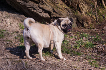  pug dog  in a summer park.