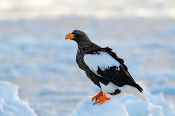 Steller's sea eagle, Haliaeetus pelagicus, bird with catch fish, with white snow, Hokkaido, Japan. Wildlife action behaviour scene from nature. Eagle on ice. Winter Japan with snow.