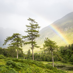A rainbow in a Scottish Highland Valley with 3 pine trees