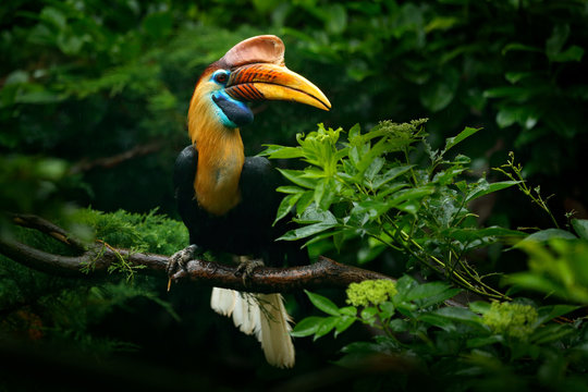 Fototapeta Knobbed Hornbill, Rhyticeros cassidix, from Sulawesi, Indonesia. Rare exotic bird detail eye portrait. Big red eye. Beautiful jungle hornbill, wildlife scene from Asia nature. Travelling in Indonesia.