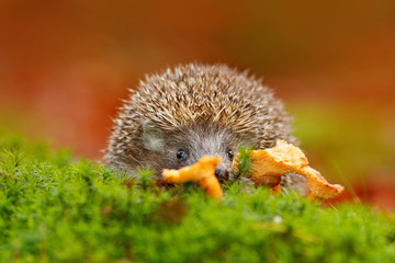 Cute European Hedgehog, Erinaceus europaeus, eating orange mushroom in the green moss. Funny image...