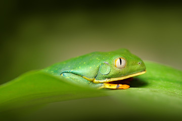 Golden-eyed leaf frog, Cruziohyla calcarifer, Green frog on the leave, Costa Rica. Wildlife scene from tropic jungle. Forest amphibian in nature habitat. Frog sitting on the green leave, South America