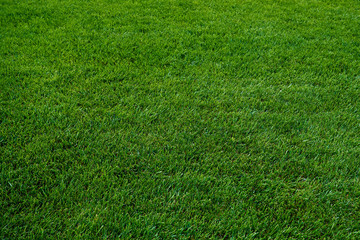 green grass texture. Green meadow