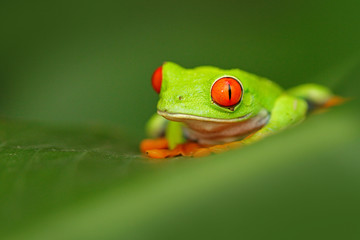 Red-eyed Tree Frog, Agalychnis callidryas, animal with big red eyes, in the nature habitat, Costa Rica. Frog in the nature. Beautiful frog in forest, exotic animal from central America. Wildlife.