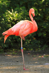 red flamingo bird