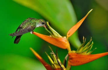 Colibri en Belize
