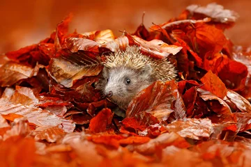 Poster Autumn orange leaves with hedgehog. European Hedgehog, Erinaceus europaeus, on a green moss at the forest, photo with wide angle. Hedgehog in dark wood, autumn image.Cute funny animal with snipes. © ondrejprosicky