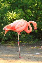 red flamingo bird