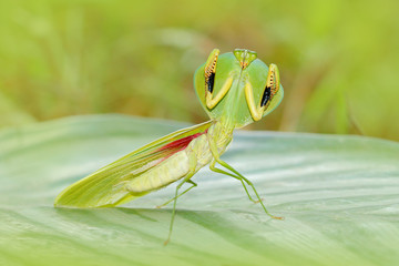 Insect hunter in the nature. Leaf Mantid, Choeradodis rhombicollis, insect from Ecuador. Beautiful evening back light with wild animal. Widlife scene from nature. Insect on the green leave.