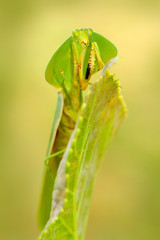 Leaf Mantid, Choeradodis rhombicollis, insect from Ecuador. Beautiful evening back light with wild animal. Widlife scene from nature. Insect on the green leave. Insect hunter in the nature.