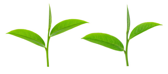 green tea leaf isolated on white