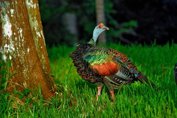 Pavo Ocelado (Meleagris ocellata) - Belize