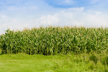 Fototapeta na wymiar Green corn field. Farmland