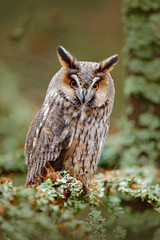 Long-eared Owl sitting on the branch in the fallen larch forest during autumn. Owl in nature wood nature habitat. Bird sitting on the tree, long ears. Owl hunting. Green lichen Hypogymnia physodes.