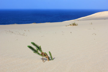 Plänzchen in der Wüste - Fuerteventura