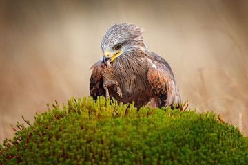 Bird feeding behaviour. Red Kite, Milvus milvus, eating frog. Brown bird of prey sitting on moss hillock in march, grass in the background. Kite frog in the bill. Wildlife scene from nature, Germany.
