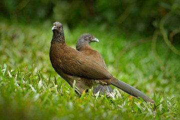 Pair of chachalaca. Grey-headed chachalaca, Ortalis cinereiceps, bird love, exotic tropic bird, forest nature habitat, pink and orange flower tree, detail portrait, Costa Rica. Wildlife scene, nature.