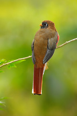 Masked Trogon, Trogon personatus, red and brown bird in the nature habitat, Bellavista, Ecuador. Bird in the green tropic forest. Birdwatching in Ecuador. Holiday travel, South America.