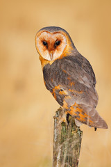 Owl on tree trunk in meadow. Barn owl, Tito alba, nice bird sitting on stone fence, evenig light,...
