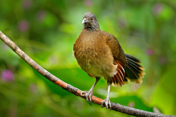Grey-headed chachalaca, Ortalis cinereiceps, art view, exotic tropic bird in forest nature habitat, pink and orange flower tree, detail portrait, Costa Rica. Wildlife scene from nature. Bird habitat.