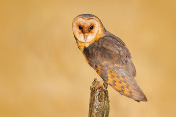 Barn owl on tree stump at the evening. Beautiful bird in nature habitat. Wildlife scene from nature. Owl, clear background. Night animal during late evening, forest meadow, United Kingdom.
