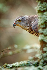 Hidden head portrait of goshawk. Detail of bird of prey Goshawk. Bird hawk sitting on the branch in the fallen larch forest during autumn. Bird goshawk hidden behind the tree trunk. Goshawk in Norway.