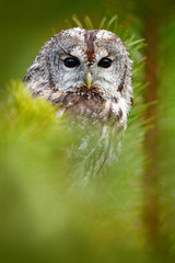 Naklejka na ściany i meble Tawny owl hidden in the forest. Brown owl sitting on tree stump in the dark forest habitat with catch. Beautiful animal in nature. Bird in the Sweden forest. Wildlife scene from dark spruce forest.