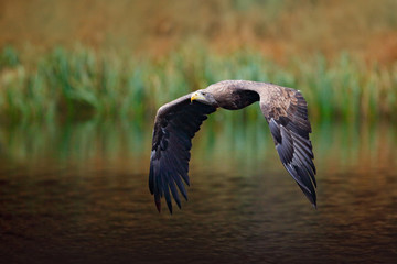 White-tailed Eagle, Haliaeetus albicilla, flight above the water river, bird of prey with forest in background, animal in the nature habitat, wildlife, Sweden. Eagle in fly above the dark lake.