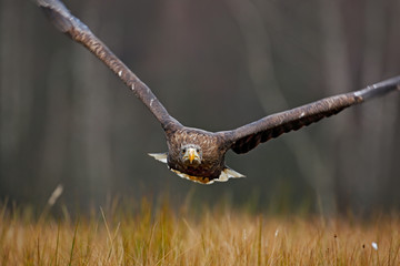 Eagle fly above the forest meadow. White-tailed Eagle, Haliaeetus albicilla, face flight, bird of prey with forest in background. Animal in the nature habitat, Norway. Wildlife scene from nature.