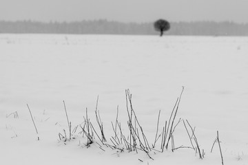 Black and white photo of dry plants in snow.