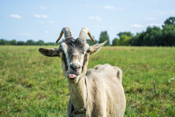 In summer the goat is teased and shows the language.