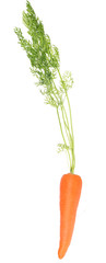 medium orange carrot with green leaves