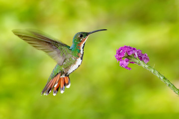 Fototapeta na wymiar Flying hummingbird. Hummingbird Green-breasted Mango fly, pink flower. Wild tropic bird in nature habitat, wildlife, Costa rica. Pink bloom with tinny bird. Nature travel in South america. Wildlife