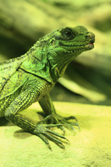 green dragon lizard