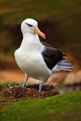 Obraz premium Albatross in nest. Cute baby of Black-browed albatross, Thalassarche melanophris, sitting on clay nest on the Falkland Islands. Wildlife scene in the nature. Wildlife behaviour nesting scene, nature.