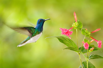 Bird with red flower. Hummingbird White-necked Jacobin, flying next to beautiful red flower with green forest background, Tandayapa, Ecuador. Hummingbird in the tropic forest. Wildlife tropic nature.