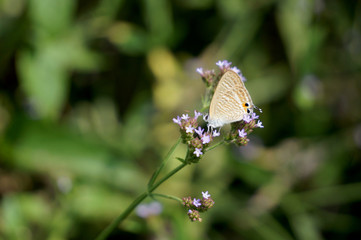 ウラナミシジミ