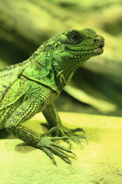 green dragon lizard