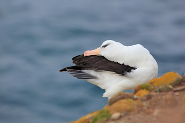 Albatross sitting on the cliff. Albatross with green grass. Albatross from Falkland Island. Sea bird albatross in the nature habitat. Beautiful sea bird. Black-browed albratross.
