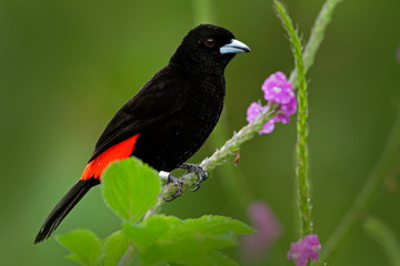 Black and red song bird. Pink bloom. Scarlet-rumped Tanager, Ramphocelus passerinii, exotic tropic red and black song bird form Costa Rica, in green forest nature habitat. Tanager from tropic forest.